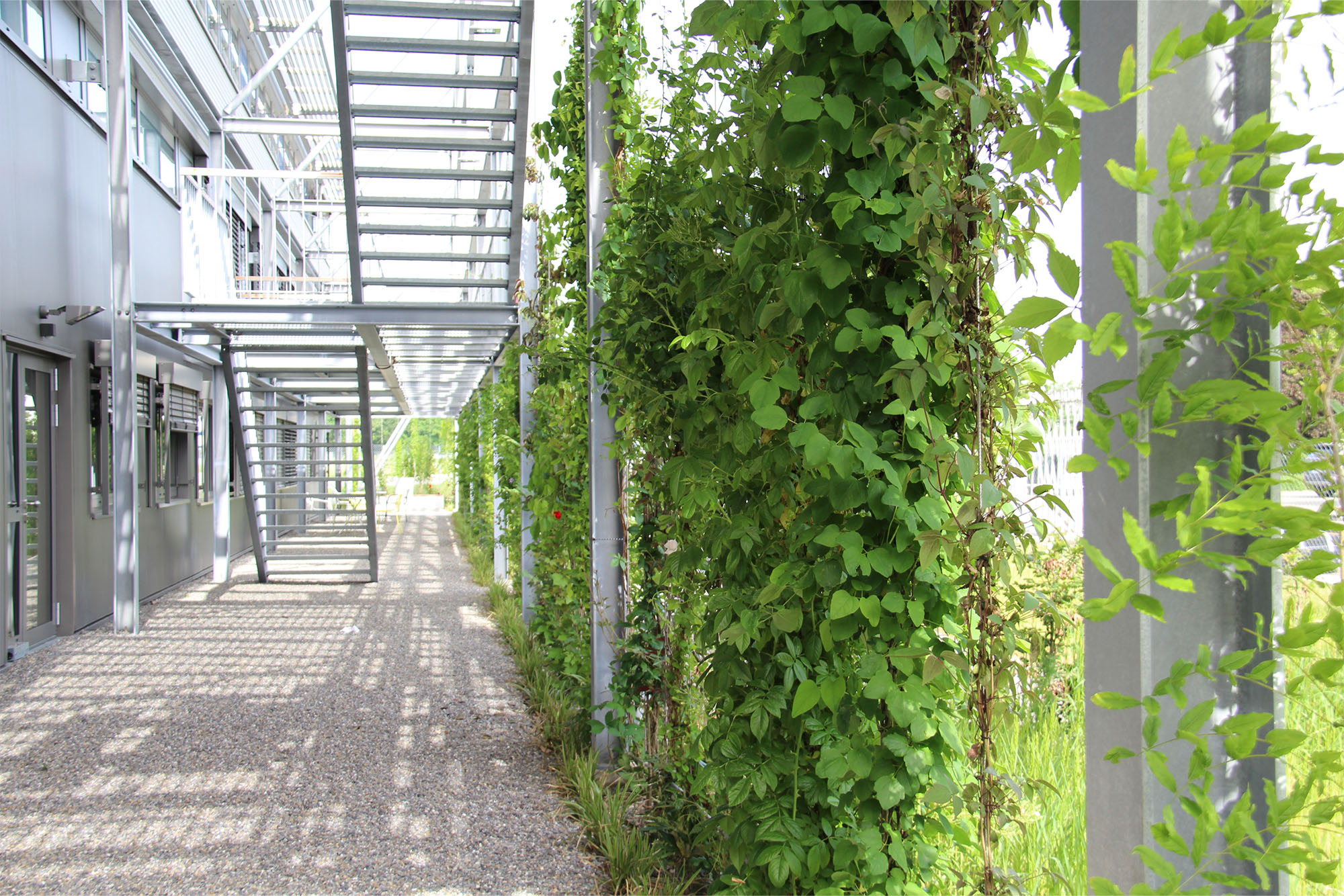 Umgestaltung der Außenanlagen und Neubau Rankgerüst für Kletterpflanzen Cteam in Ummendorf mit integrierten Fluchttreppen